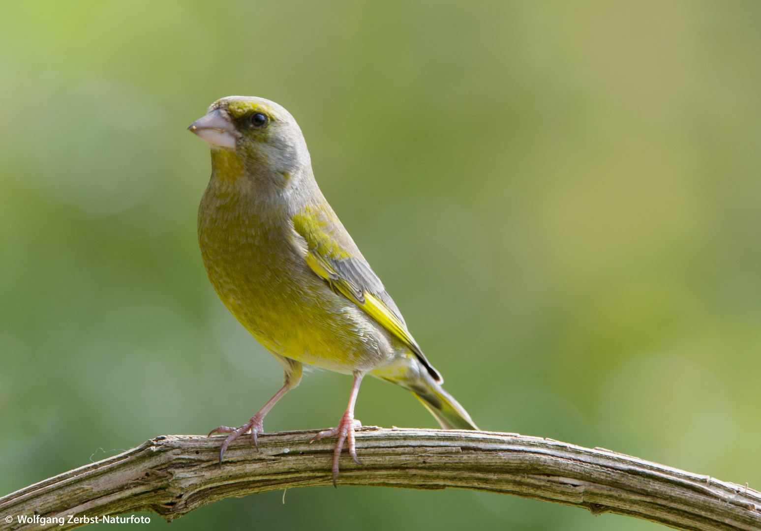 --- Grünfink 2 ---   ( Carduelis chloris )