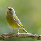 --- Grünfink 2 ---   ( Carduelis chloris )