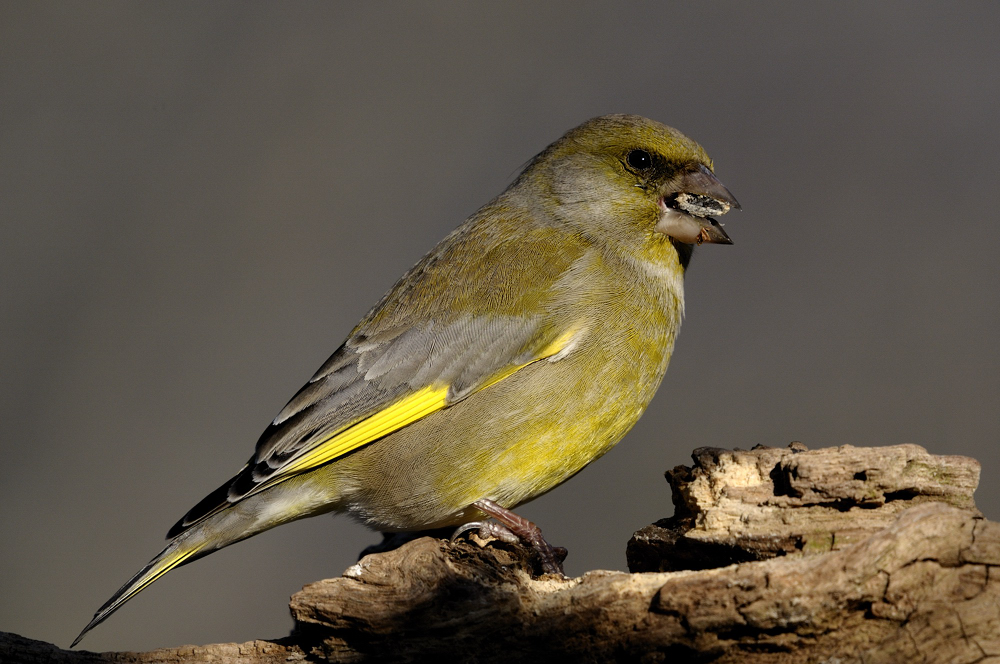 Grünfink 2 (Carduelis chloris)