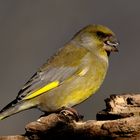 Grünfink 2 (Carduelis chloris)