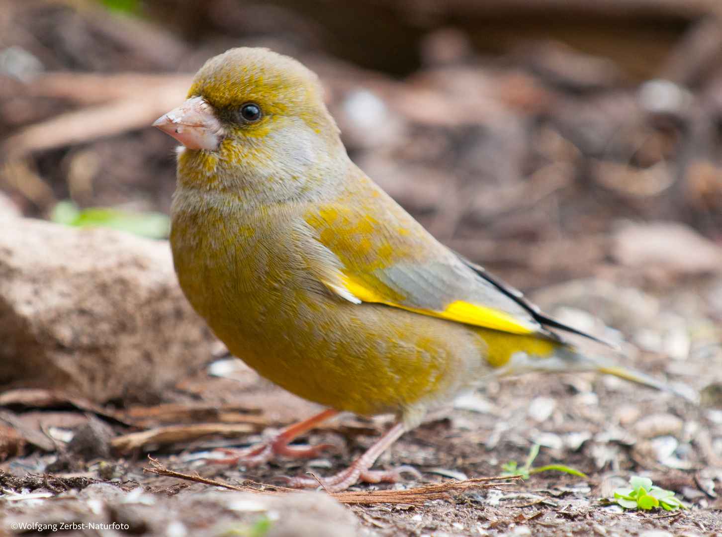 --- Grünfink 2 ---  ( Carduelis kloris )