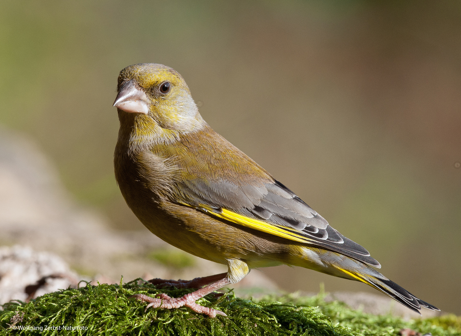 --- Grünfink 2 ---   ( Garduelis chloriis )