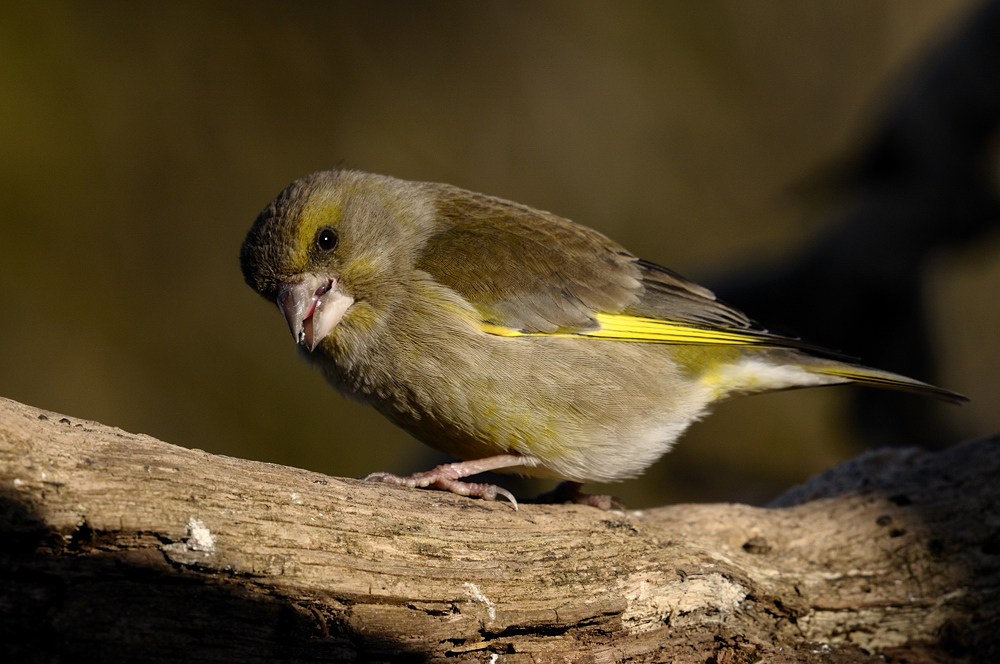 Grünfink 3 (Carduelis chloris)