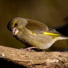 Grünfink 3 (Carduelis chloris)