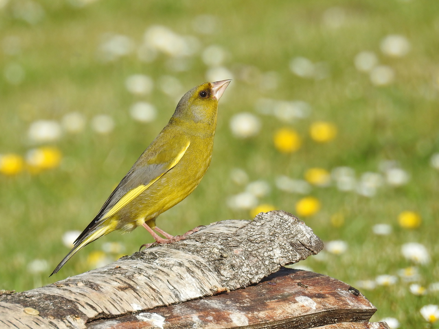Grünfink..... Foto & Bild tiere, wildlife, wild lebende vögel Bilder