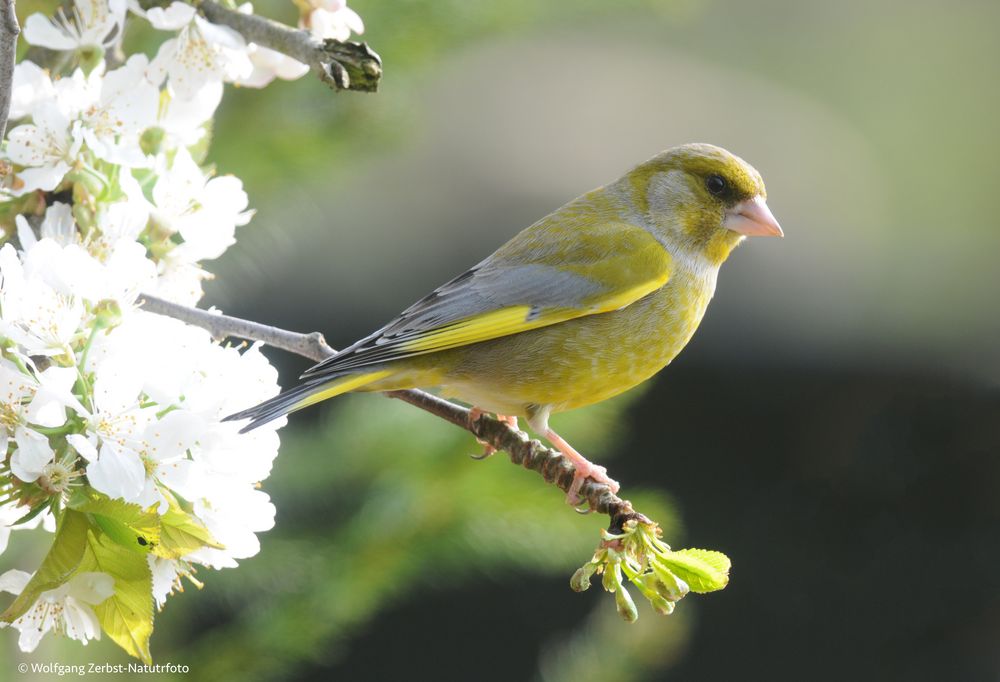  Grünfink Foto & Bild fotos, world, natur Bilder auf