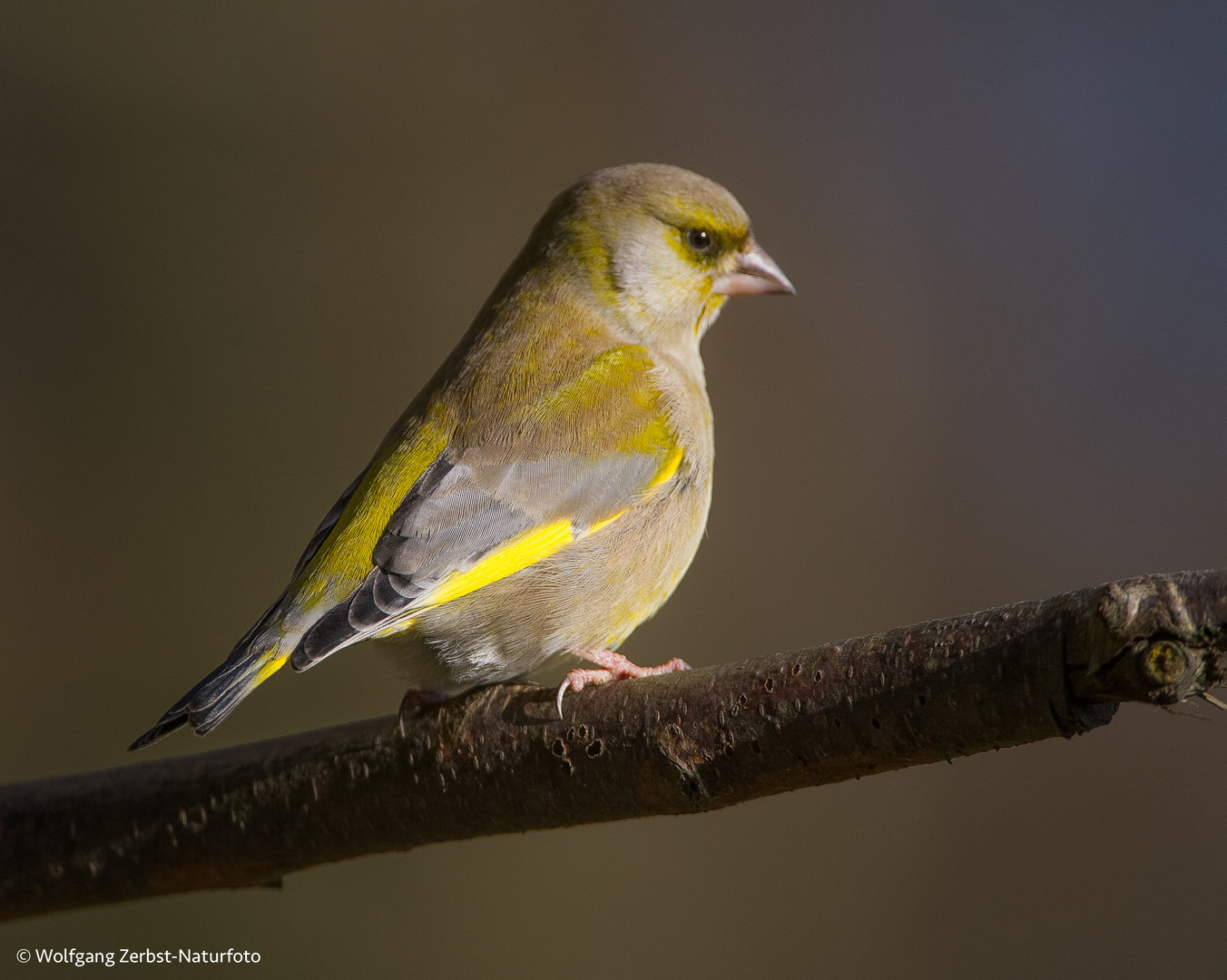 30+ Gelb Grüner Vogel Im Garten, Sie hat einen schwarzen kopf und