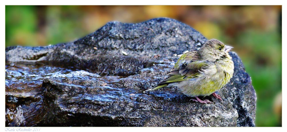 .....Grünfink am Brunnen .........