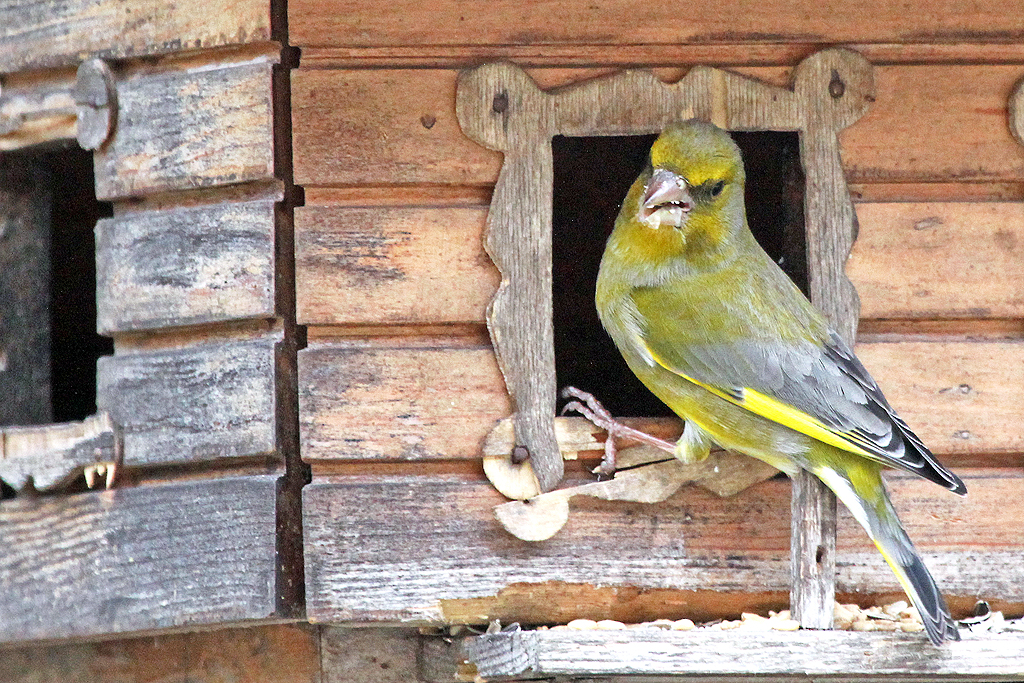 Grünfink am Futterhaus