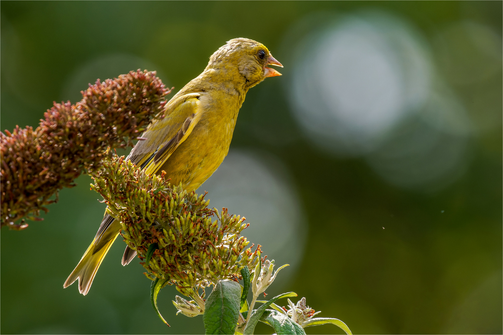 Grünfink auf Buddleja- Rispe  .....