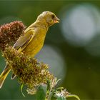 Grünfink auf Buddleja- Rispe  .....