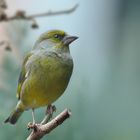 Grünfink auf Futtersuche