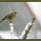 Grünfink bei Schneetreiben