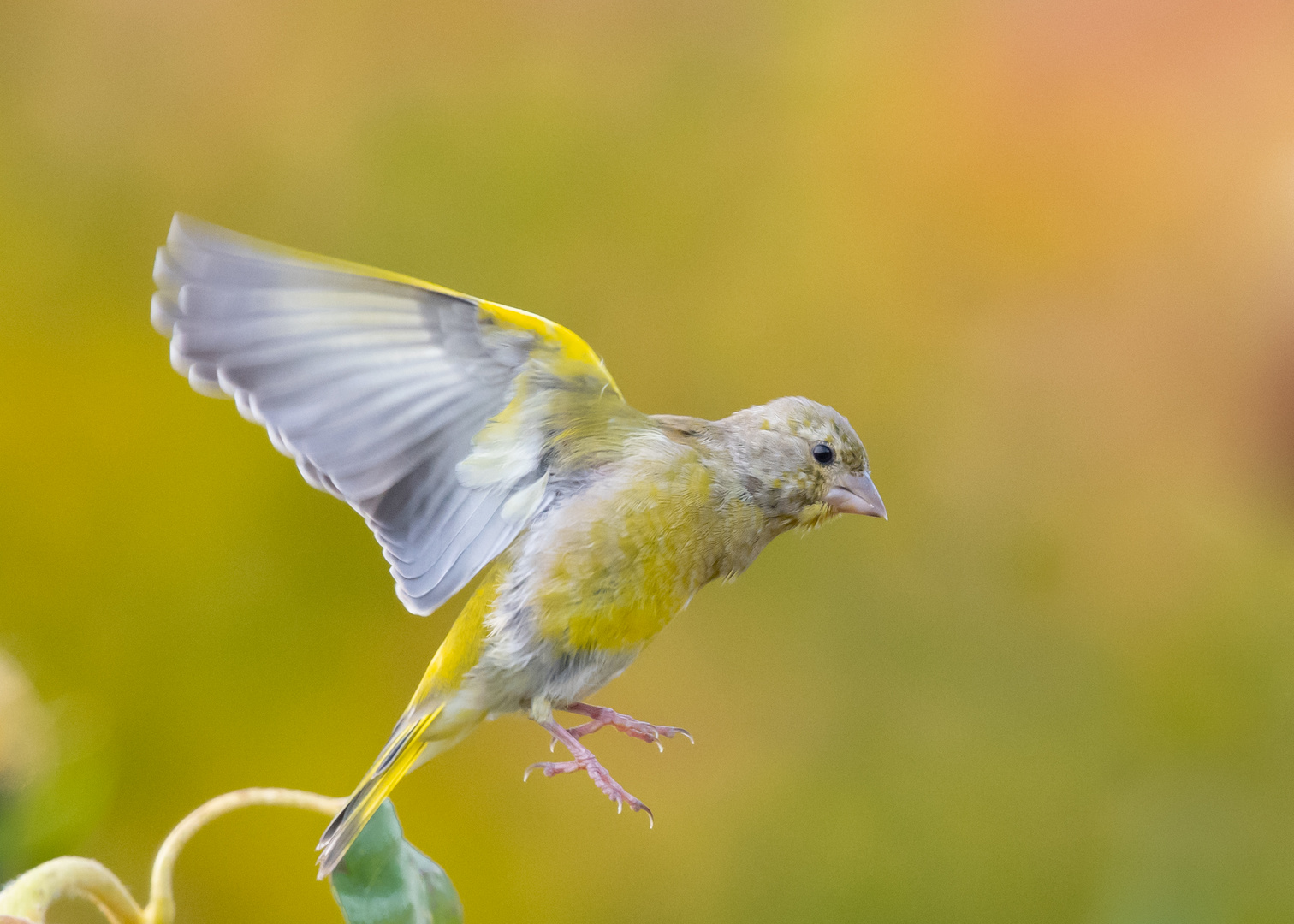 Grünfink beim Landeanflug