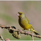 --- Grünfink --- ( Carduelis cannabina )