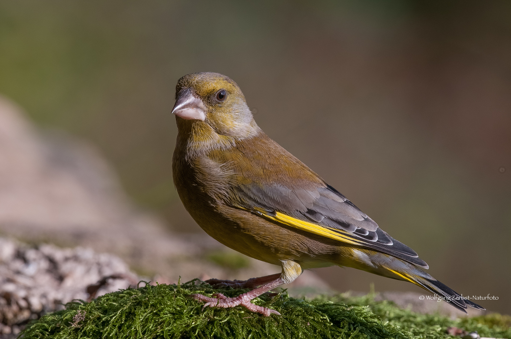 " Grünfink "   ( Carduelis cannabina )