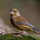 " Grünfink "   ( Carduelis cannabina )