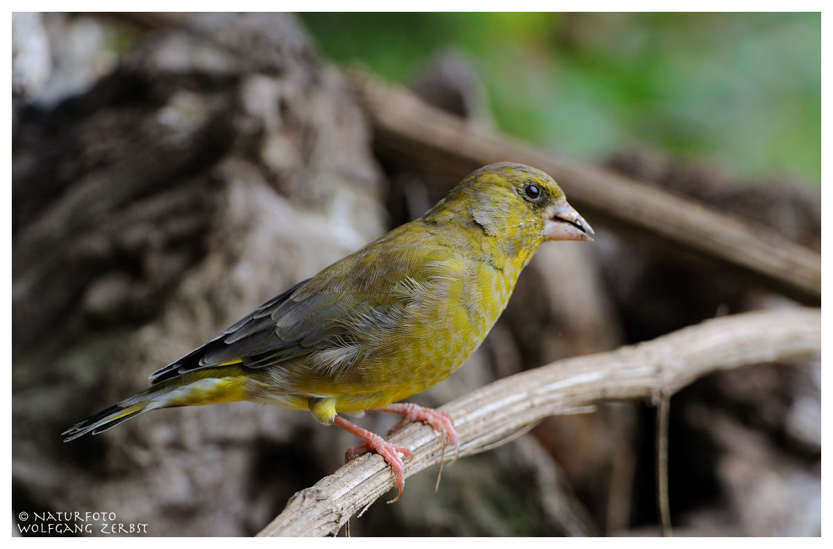 ---- Grünfink ---- ( Carduelis cannabina )