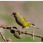 ---- Grünfink ---- (Carduelis chioris )