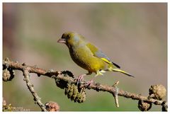 ---- Grünfink ---- (Carduelis chioris )