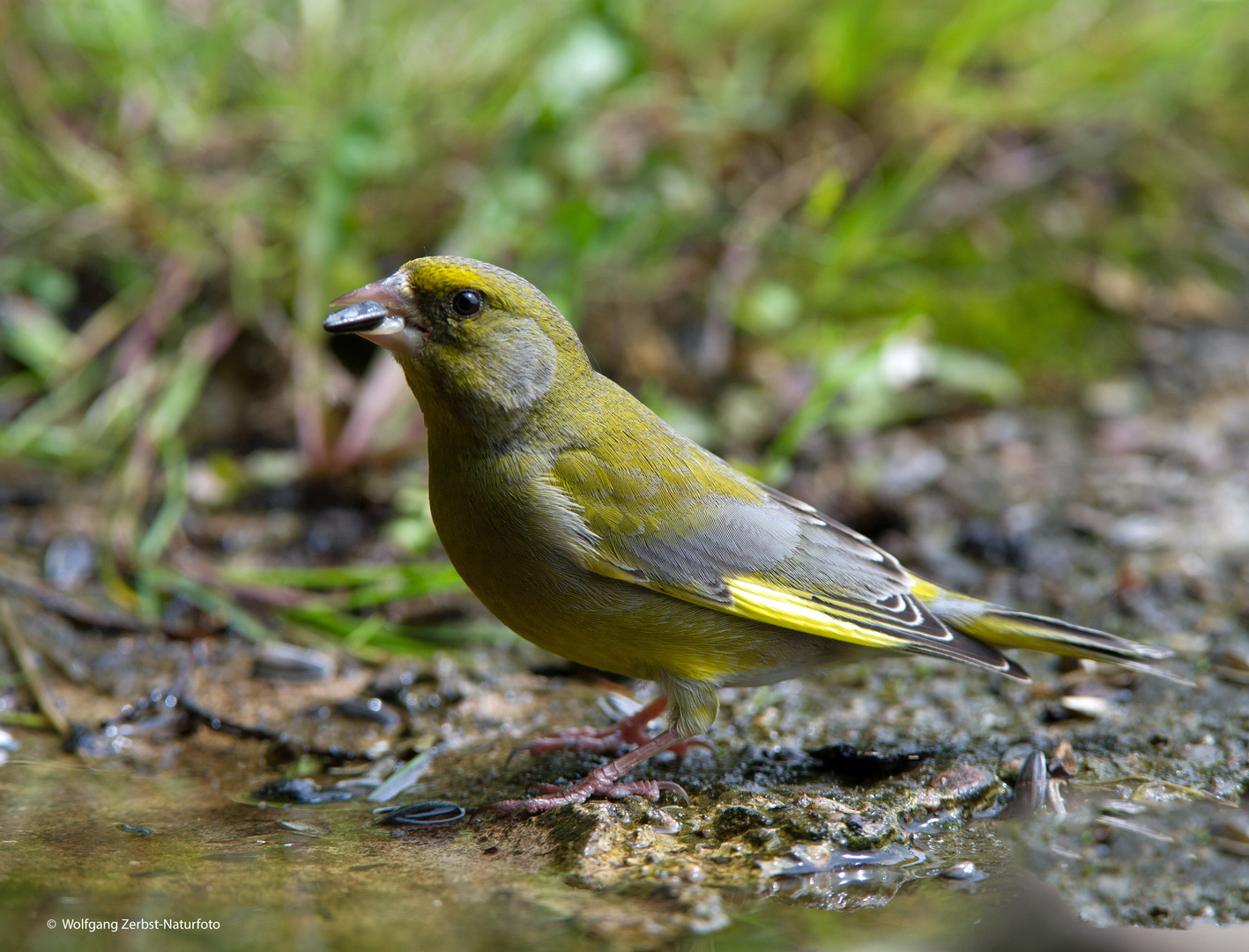 --- Grünfink ---     ( Carduelis chlorids )