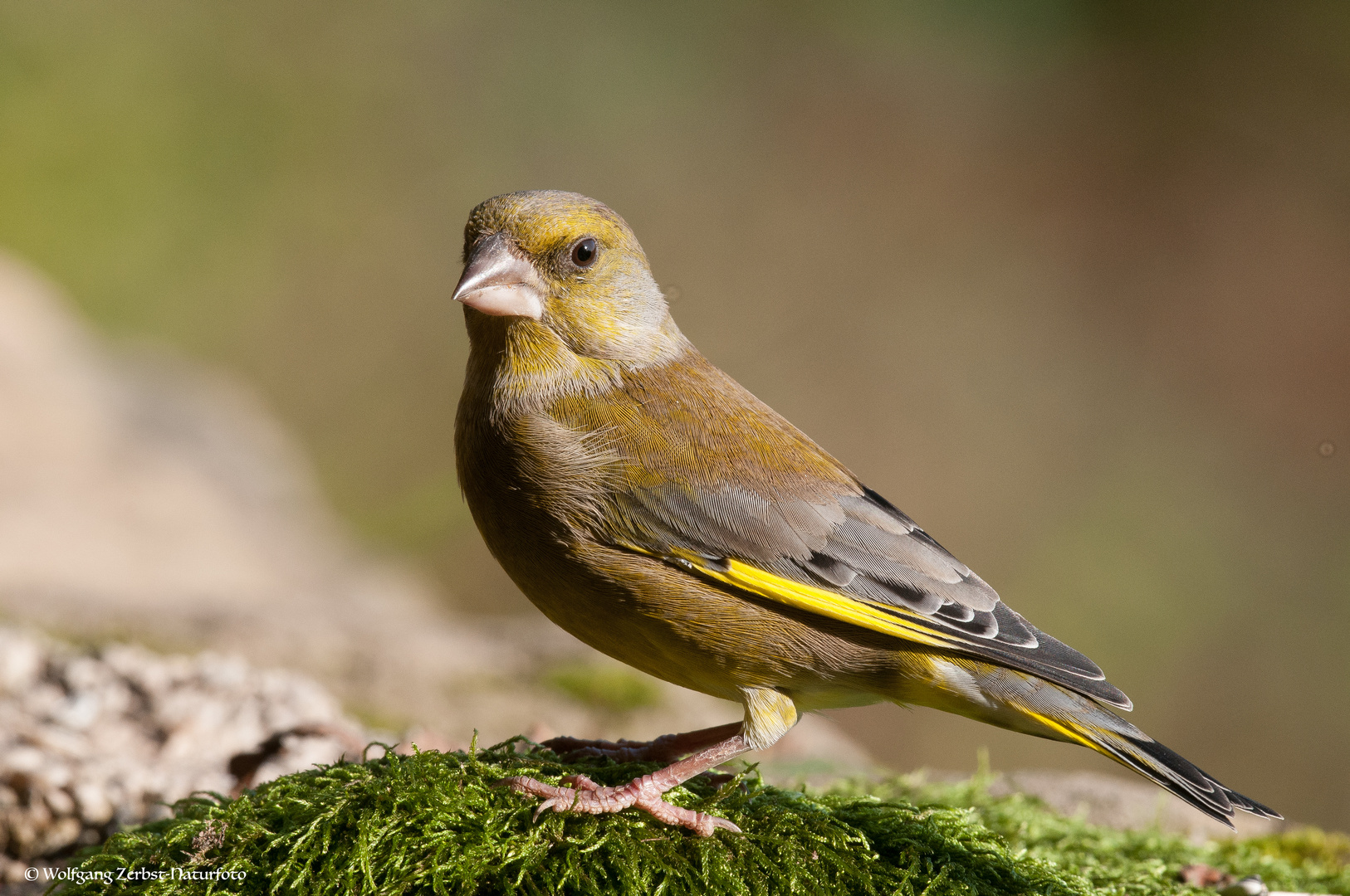 --- Grünfink ---      { Carduelis Chlorids )