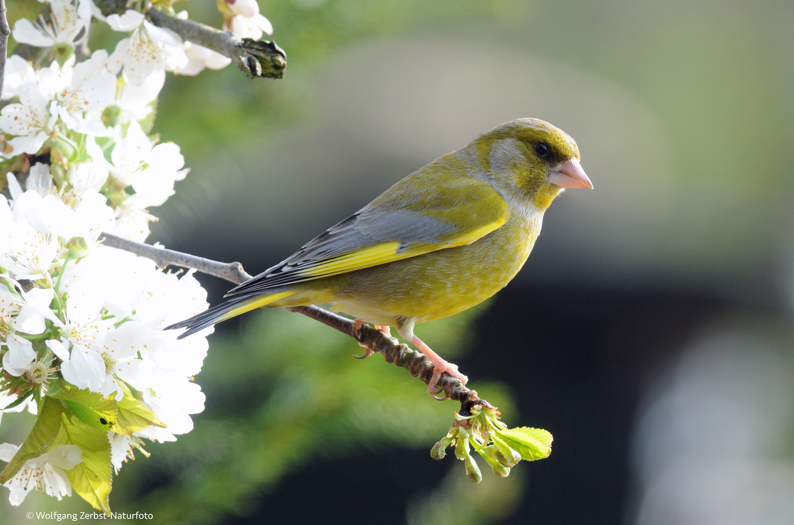 --- Grünfink  ---   ( Carduelis chlorids )