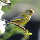 --- Grünfink  ---   ( Carduelis chlorids )