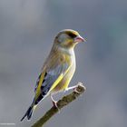 --- Grünfink ---   ( Carduelis chlorids )