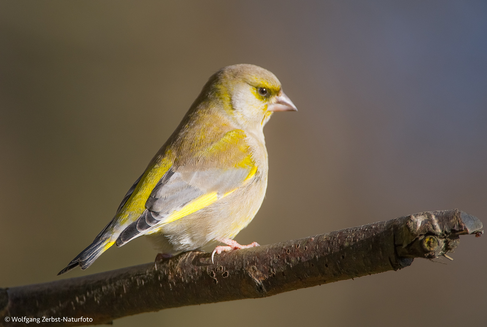 - Grünfink - ( Carduelis chloris )