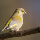 - Grünfink - ( Carduelis chloris )