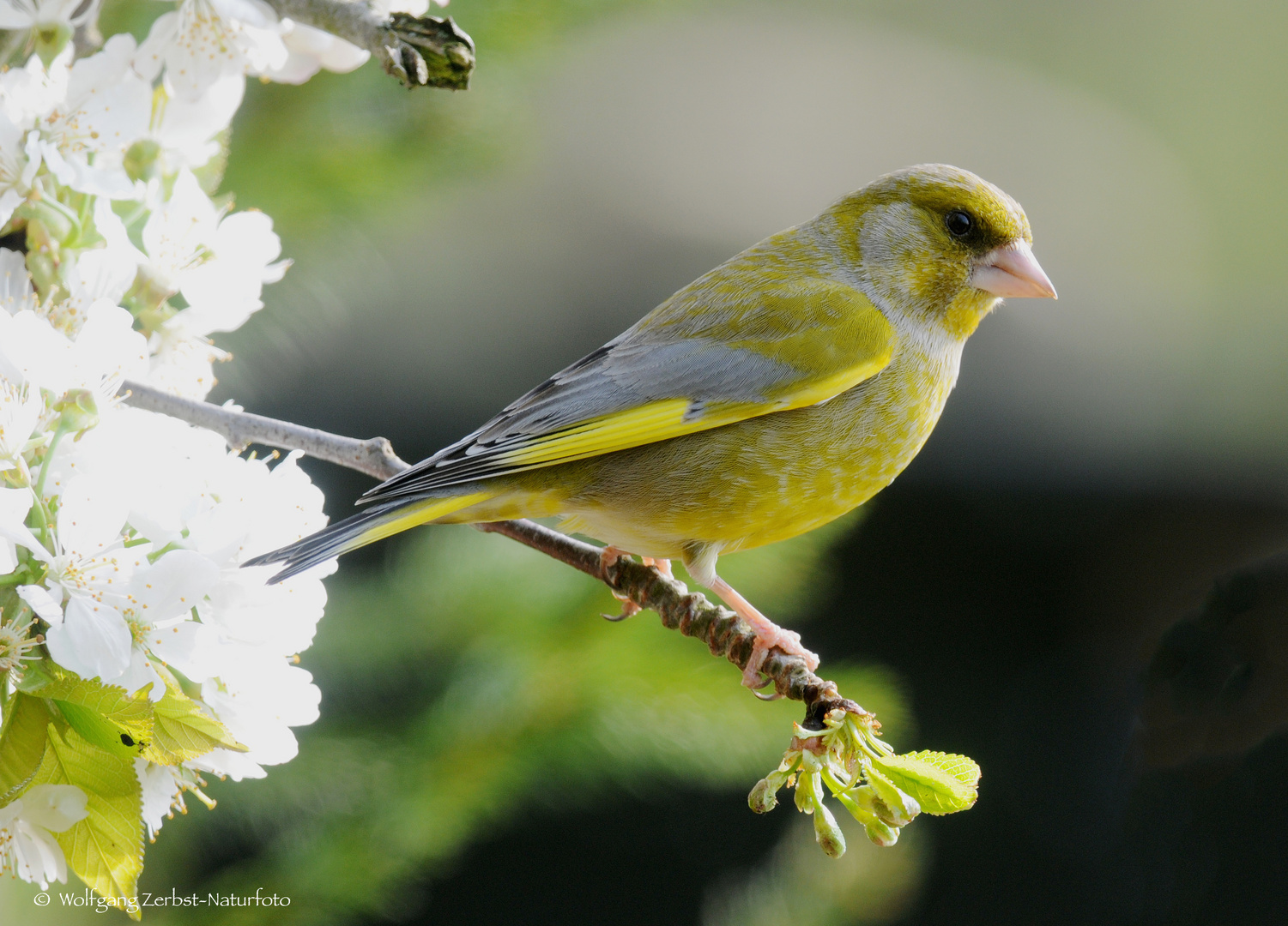   - GRÜNFINK -  ( Carduelis chloris )