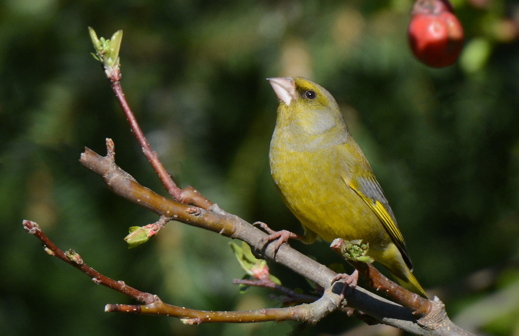 Grünfink (Carduelis chloris)