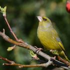 Grünfink (Carduelis chloris)