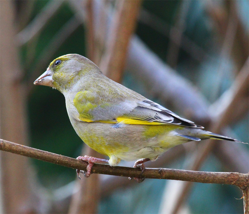 Grünfink (Carduelis chloris) 1