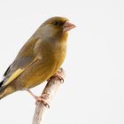 Grünfink (Carduelis chloris)