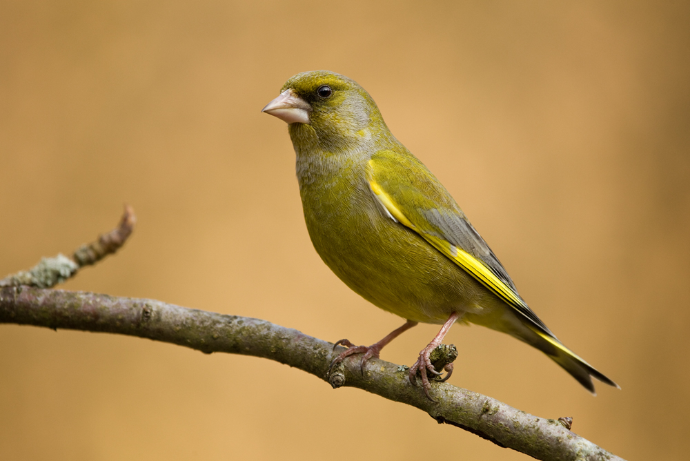 Grünfink (Carduelis chloris)