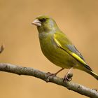 Grünfink (Carduelis chloris)