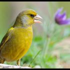 - Grünfink - ( Carduelis chloris )