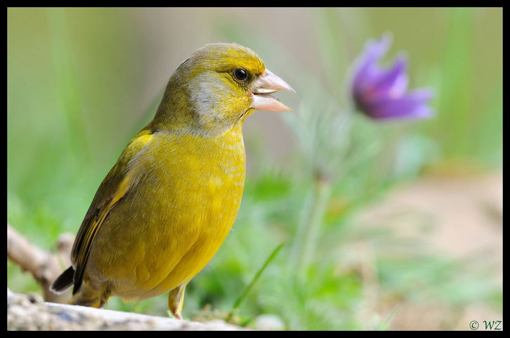 - Grünfink - ( Carduelis chloris )