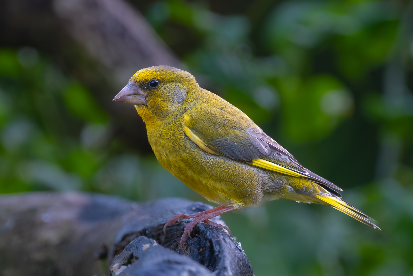 Grünfink (Carduelis chloris)