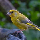 Grünfink (Carduelis chloris)