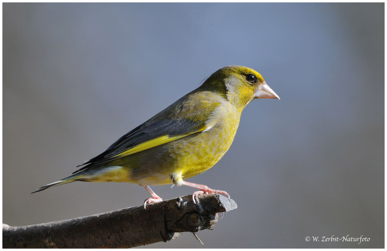 --- Grünfink --- ( Carduelis chloris )