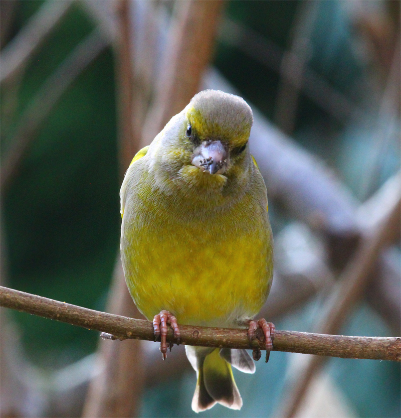 Grünfink (Carduelis chloris) 2