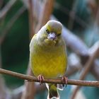 Grünfink (Carduelis chloris) 2