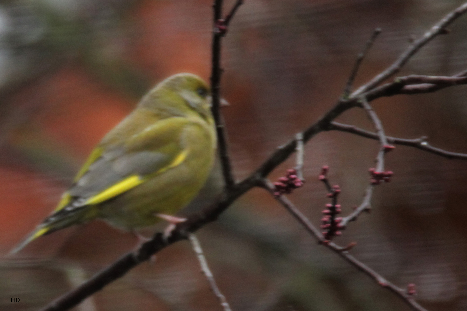 Grünfink (Carduelis chloris)