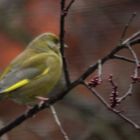 Grünfink (Carduelis chloris)