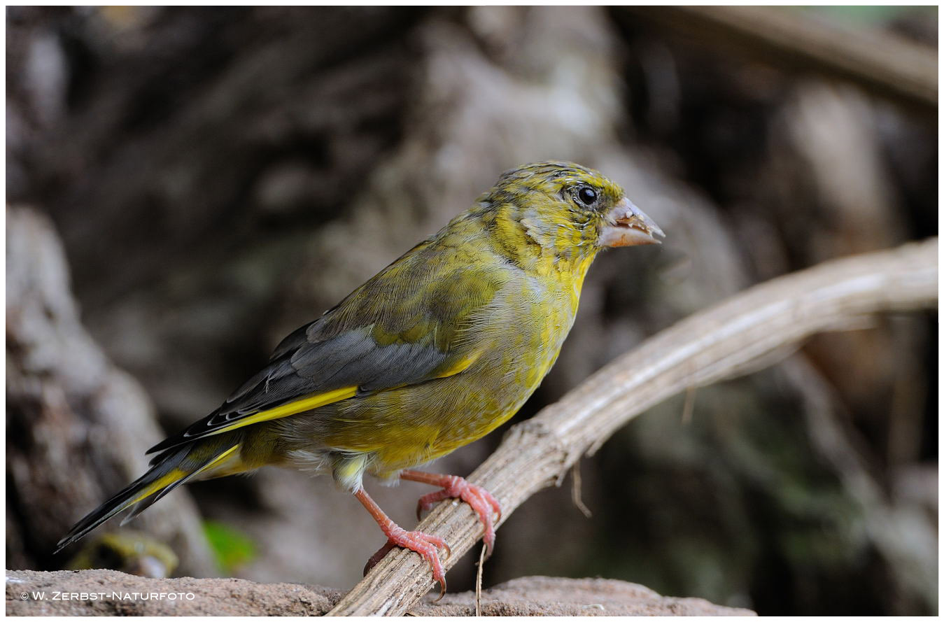 --- Grünfink --- ( Carduelis chloris )