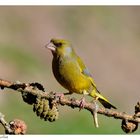 ---- Grünfink ---- ( Carduelis chloris )