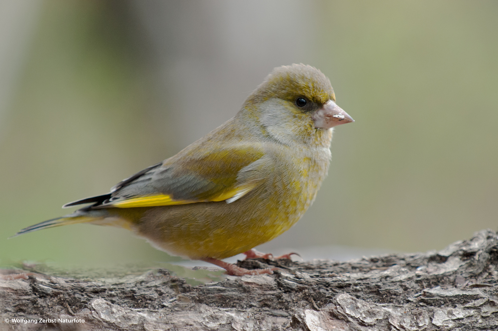   - GRÜNFINK - ( Carduelis chloris )